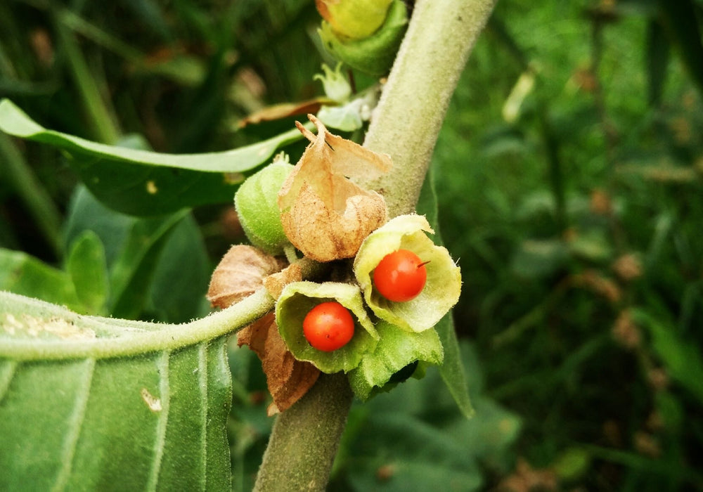 ashwagandha plant